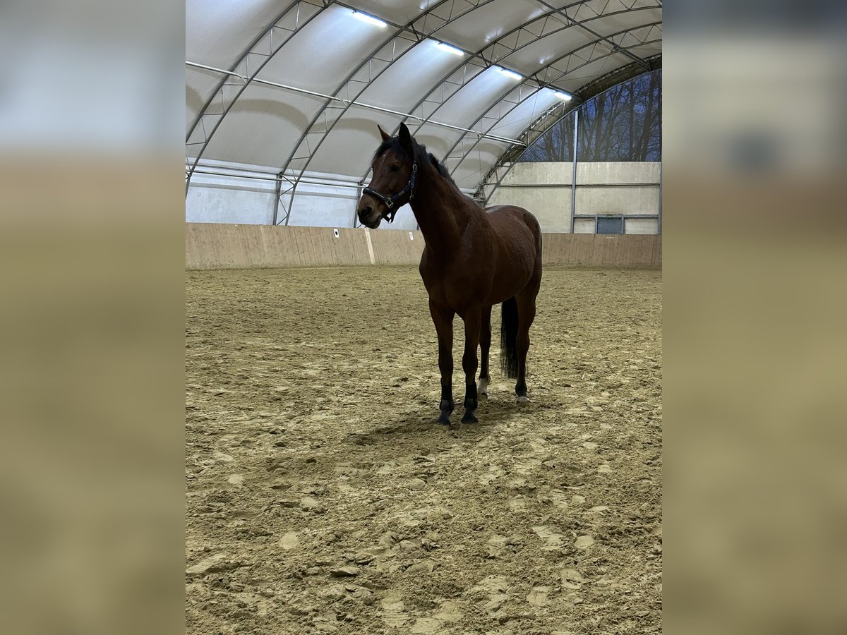 Niemiecki koń sportowy Wałach 10 lat 173 cm Gniada in Wassenach