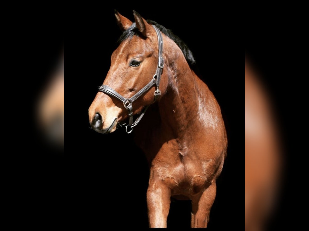 Niemiecki koń sportowy Wałach 11 lat 167 cm in Greiz