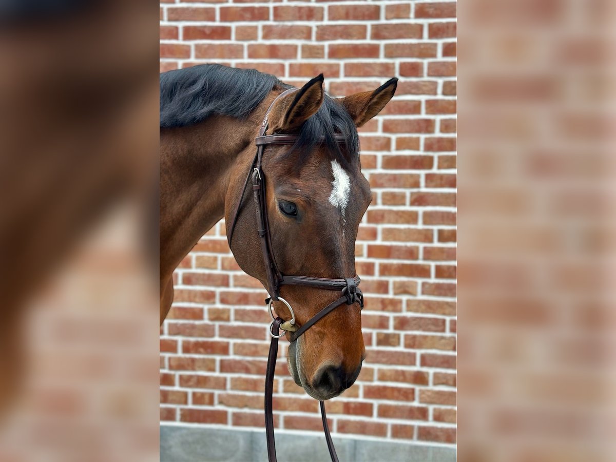 Niemiecki koń sportowy Wałach 12 lat 170 cm Gniada in Walldorf