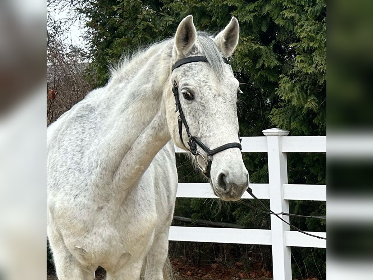 Niemiecki koń sportowy Wałach 13 lat 170 cm Siwa in Zittau