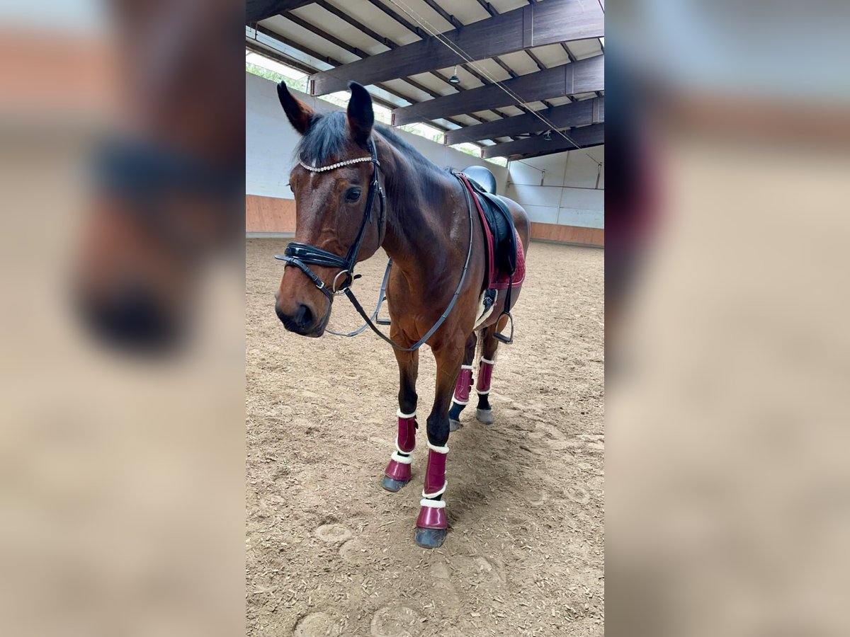 Niemiecki koń sportowy Wałach 13 lat 171 cm Gniada in Kelkheim (Taunus)