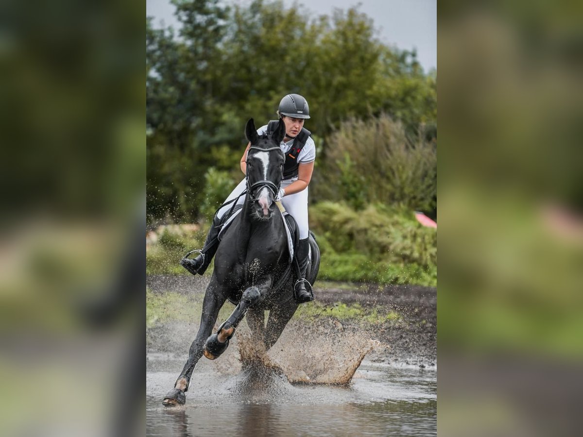 Niemiecki koń sportowy Wałach 15 lat 170 cm Kara in Bargstedt