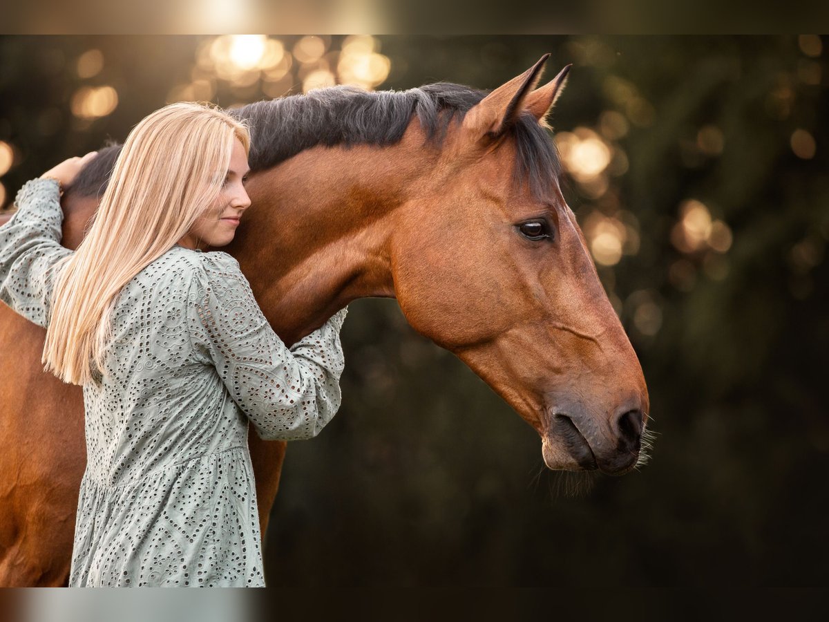 Niemiecki koń sportowy Wałach 16 lat 167 cm Gniada in Heddesheim