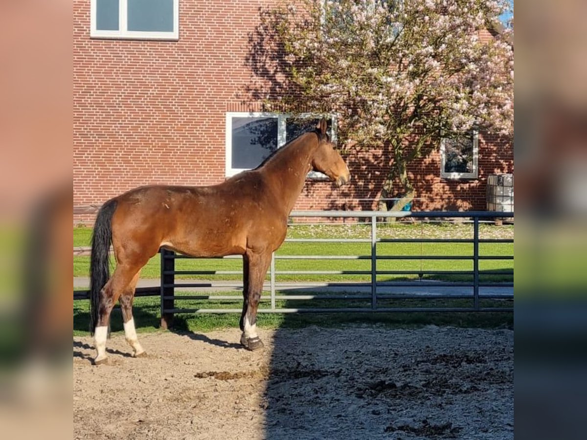 Niemiecki koń sportowy Wałach 17 lat 175 cm Gniada in Stuhr