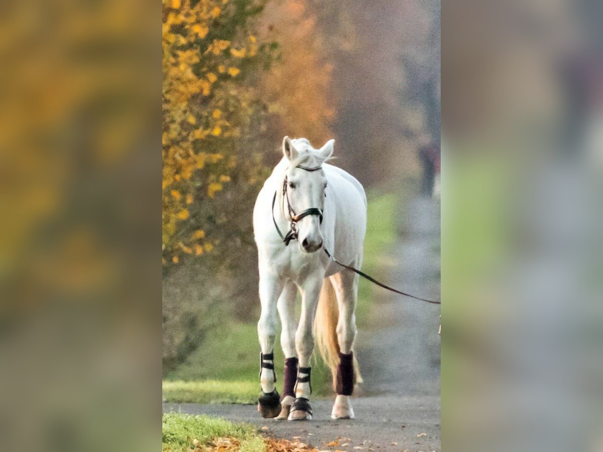 Niemiecki koń sportowy Wałach 19 lat 182 cm Siwa in Dettum