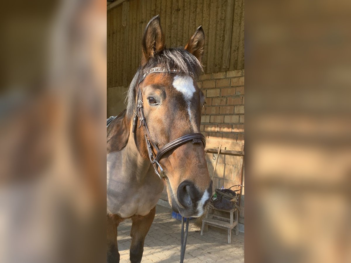 Niemiecki koń sportowy Wałach 20 lat 170 cm Gniada in Lörrach