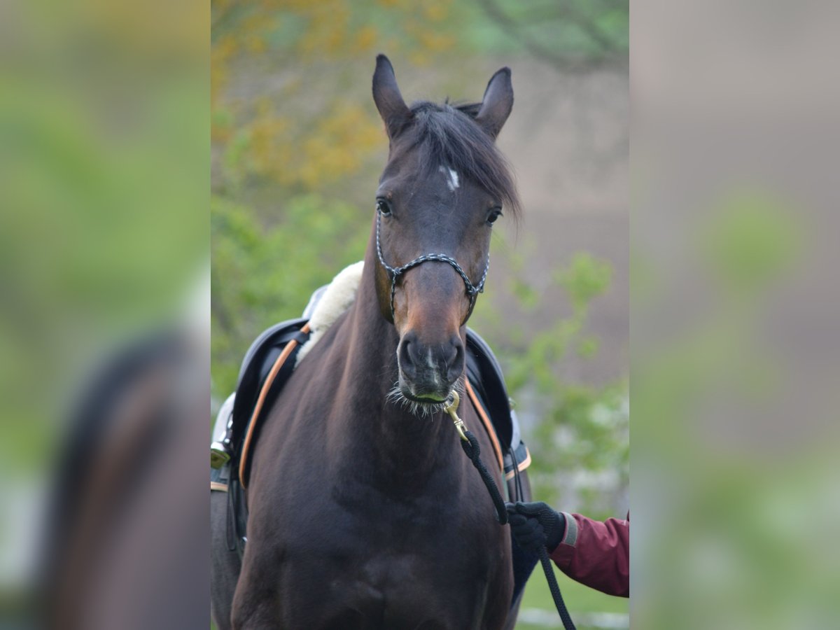 Niemiecki koń sportowy Wałach 20 lat 175 cm Ciemnogniada in Wangen SZ