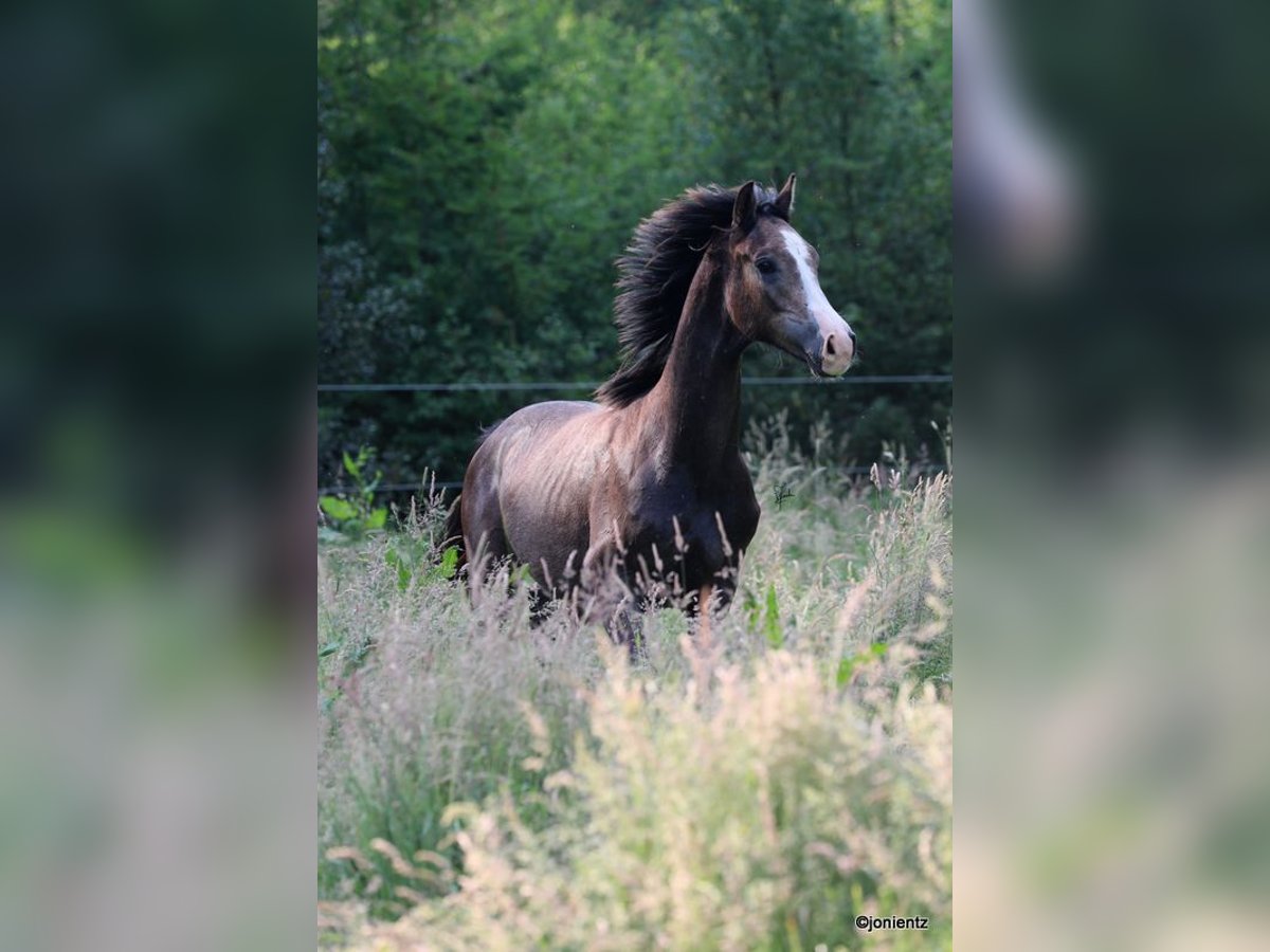 Niemiecki koń sportowy Wałach 2 lat Siwa in Radevormwald
