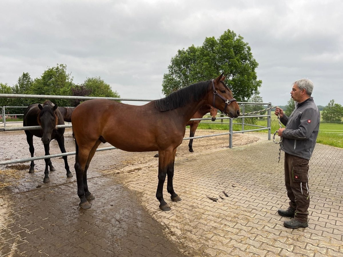 Niemiecki koń sportowy Wałach 3 lat 160 cm Gniada in Schwabmünchen