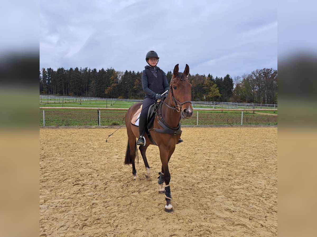 Niemiecki koń sportowy Wałach 3 lat 168 cm Gniada in Vöhringen