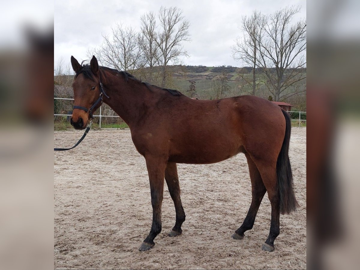 Niemiecki koń sportowy Wałach 3 lat 169 cm Gniada in Gau-Bickelheim