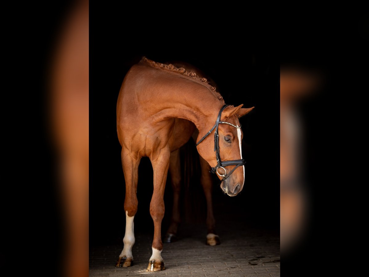 Niemiecki koń sportowy Wałach 3 lat 170 cm Kasztanowata in Hawangen
