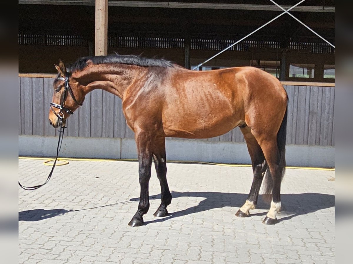 Niemiecki koń sportowy Wałach 3 lat 176 cm Gniada in Neupotz