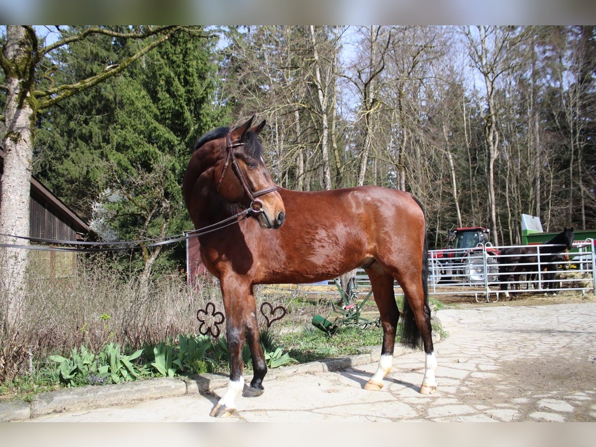 Niemiecki koń sportowy Wałach 4 lat 168 cm Gniada in Mainhardt