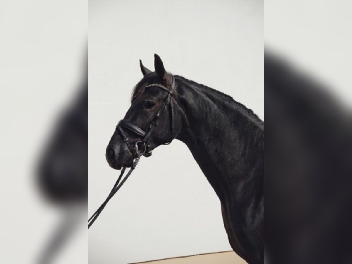 Niemiecki koń sportowy Wałach 4 lat 169 cm Karosiwa in Elvange