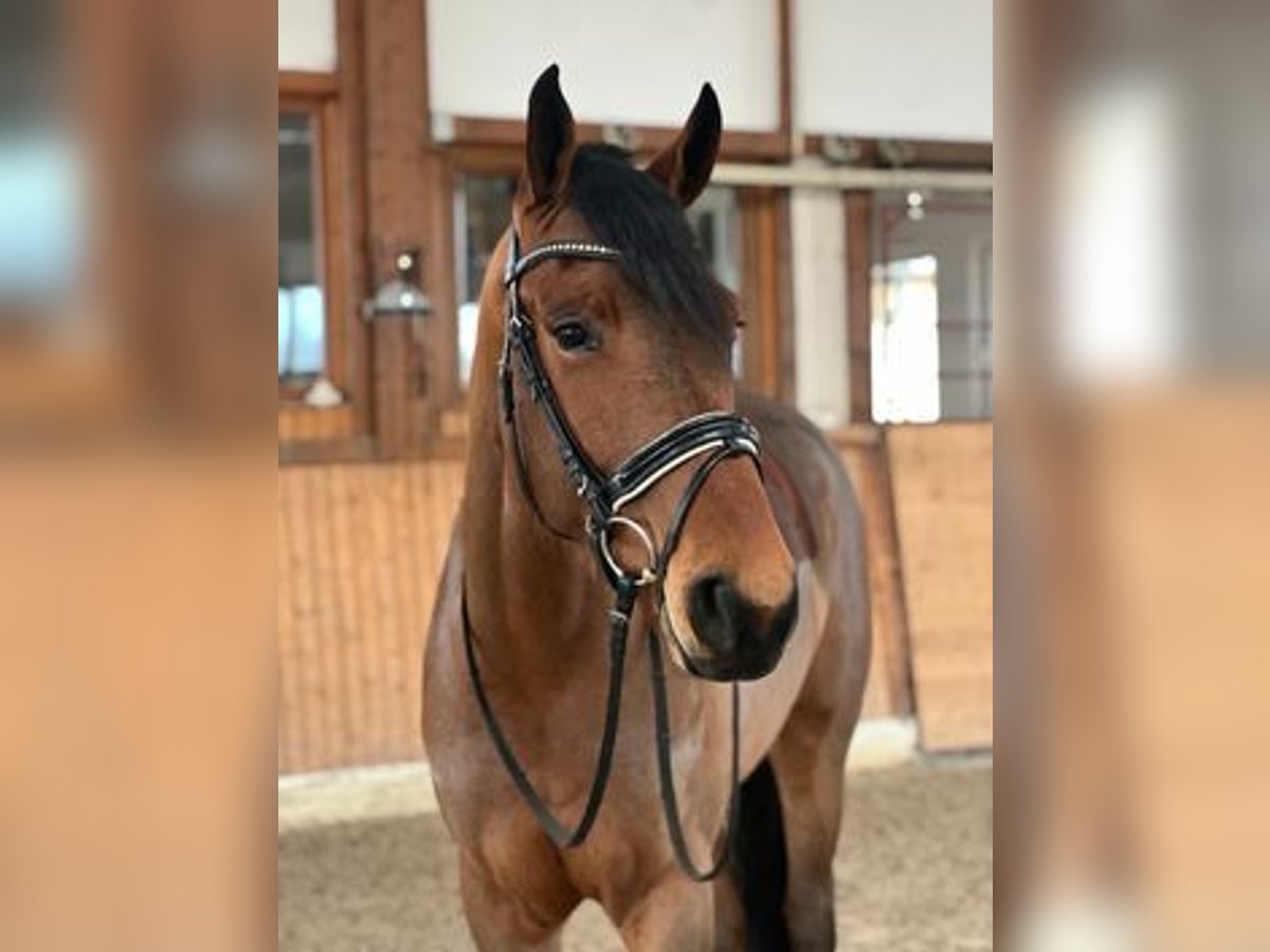 Niemiecki koń sportowy Wałach 4 lat 173 cm Gniada in Laichingen