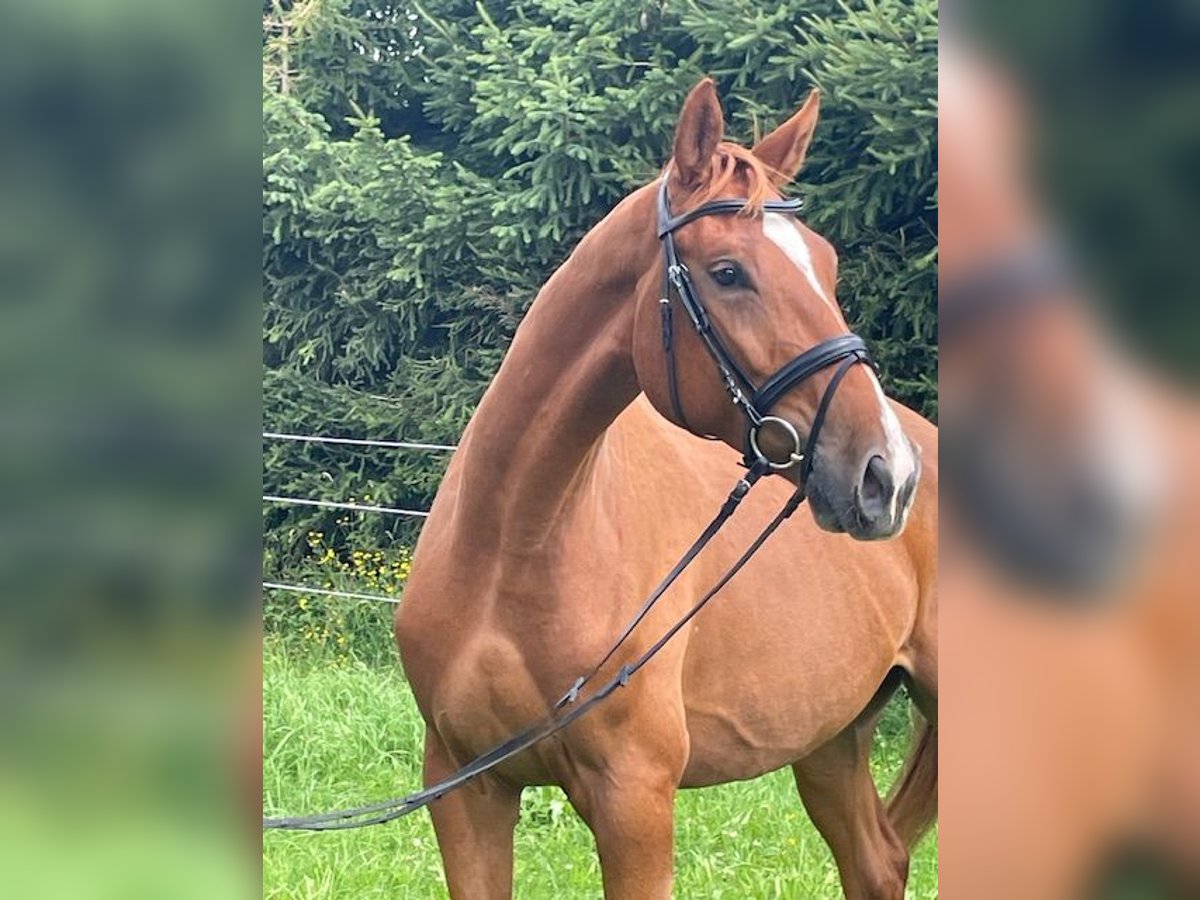 Niemiecki koń sportowy Wałach 4 lat 174 cm Kasztanowata in Drackenstein