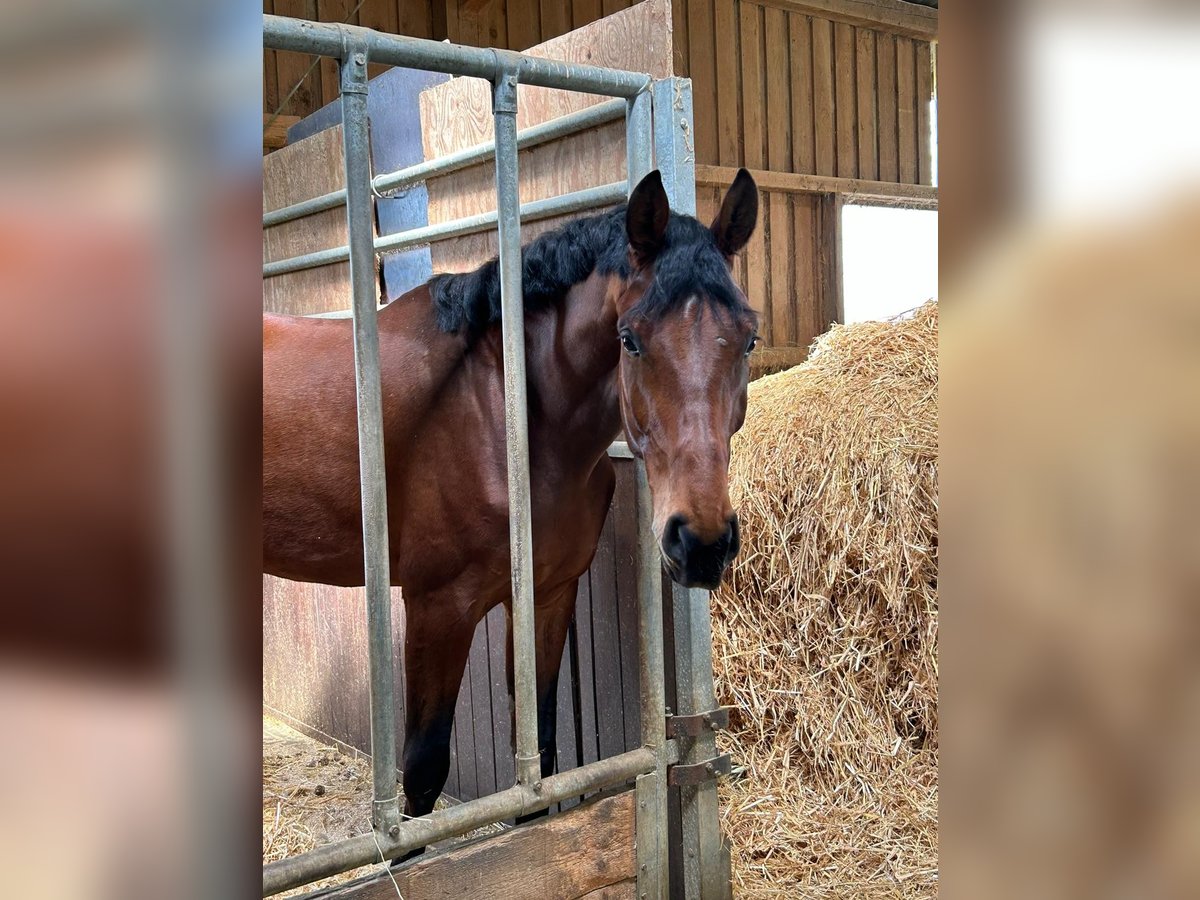 Niemiecki koń sportowy Wałach 4 lat 175 cm Gniada in Heuchlingen