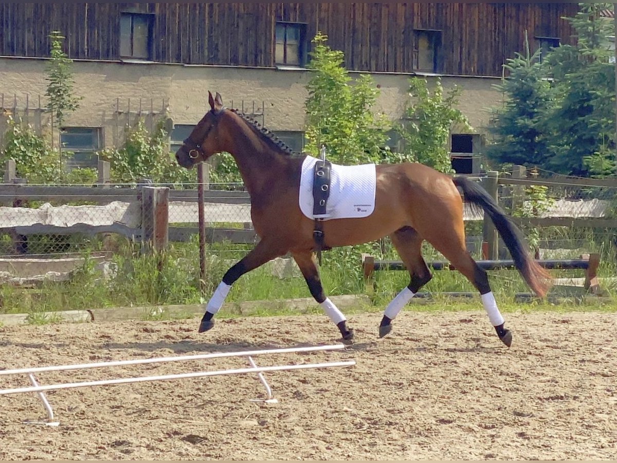 Niemiecki koń sportowy Wałach 5 lat 166 cm Gniada in Neustadt in Sachsen