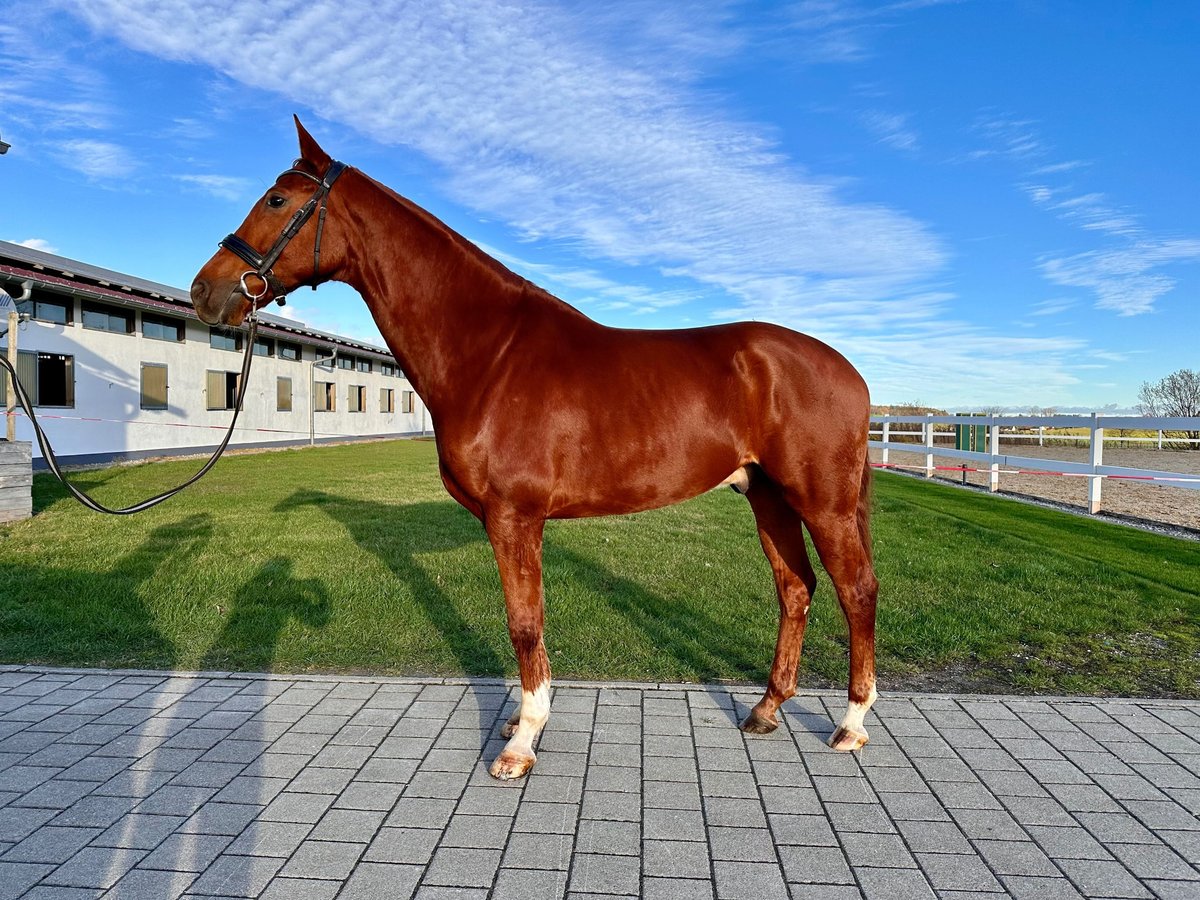 Niemiecki koń sportowy Wałach 5 lat 168 cm Kasztanowata in Oberstadion