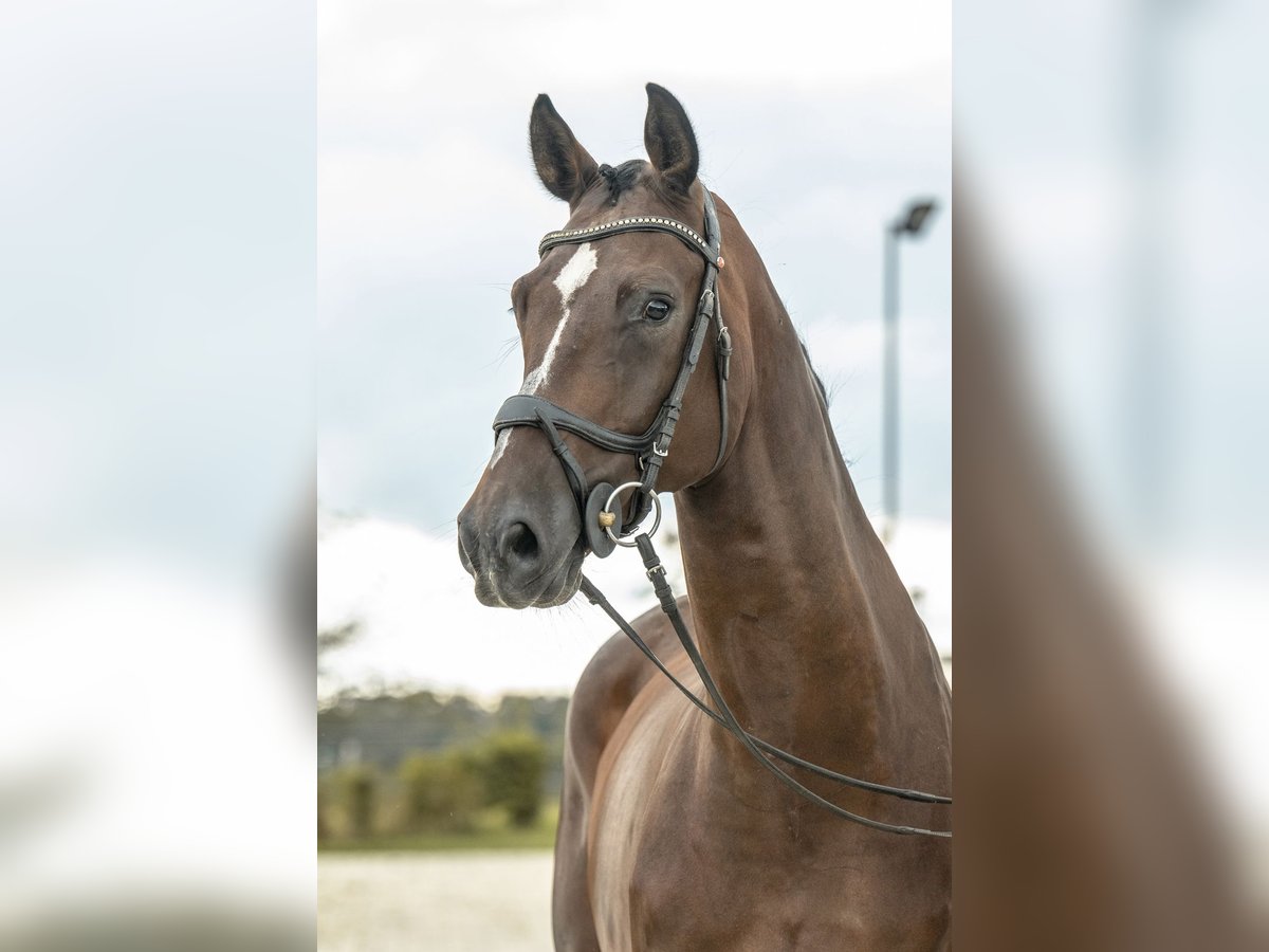 Niemiecki koń sportowy Wałach 5 lat 170 cm Gniada in Gomadingen