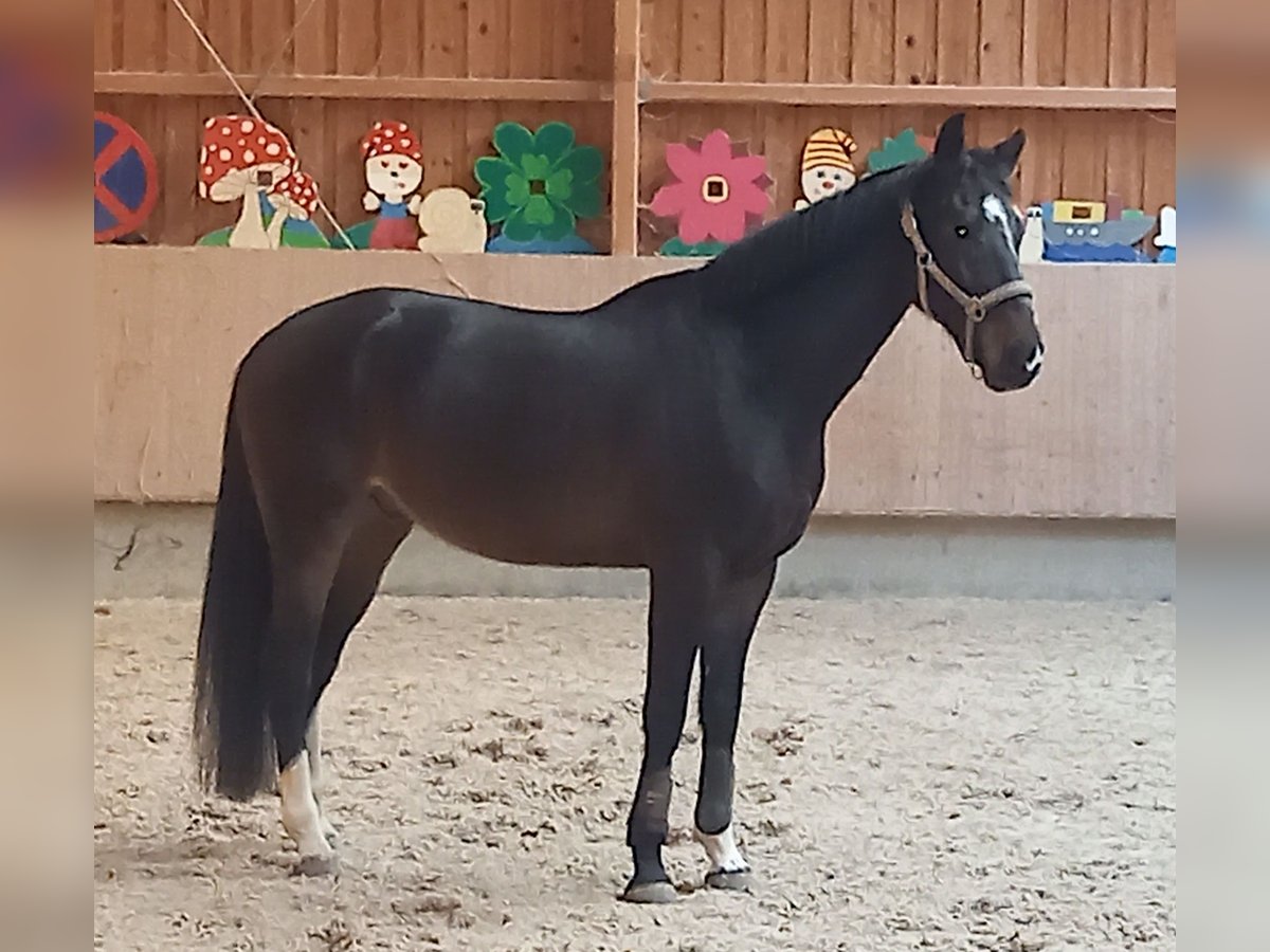 Niemiecki koń sportowy Wałach 5 lat 170 cm Gniada in Rudersberg