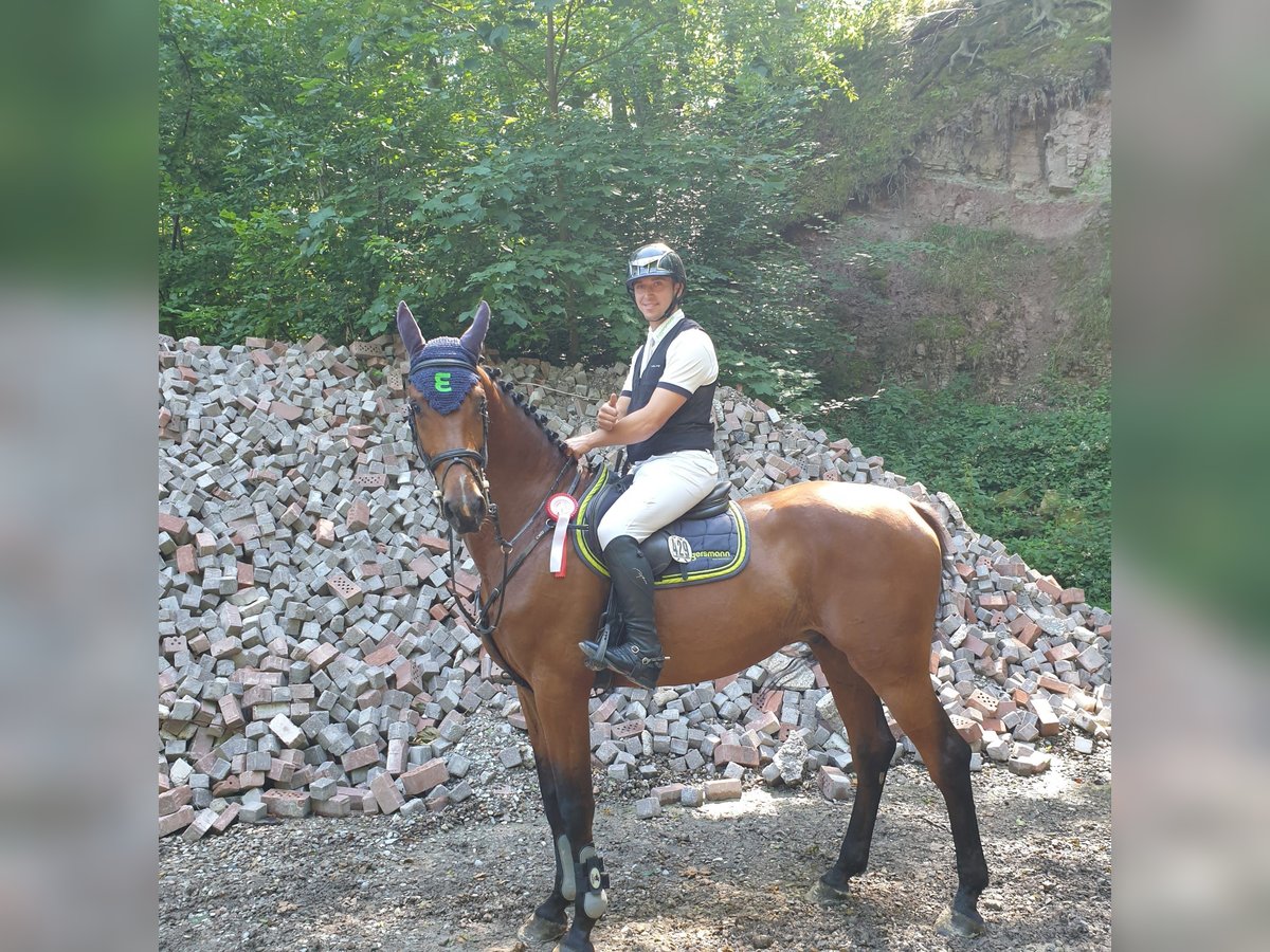 Niemiecki koń sportowy Wałach 5 lat 172 cm Gniada in Porta Westfalica