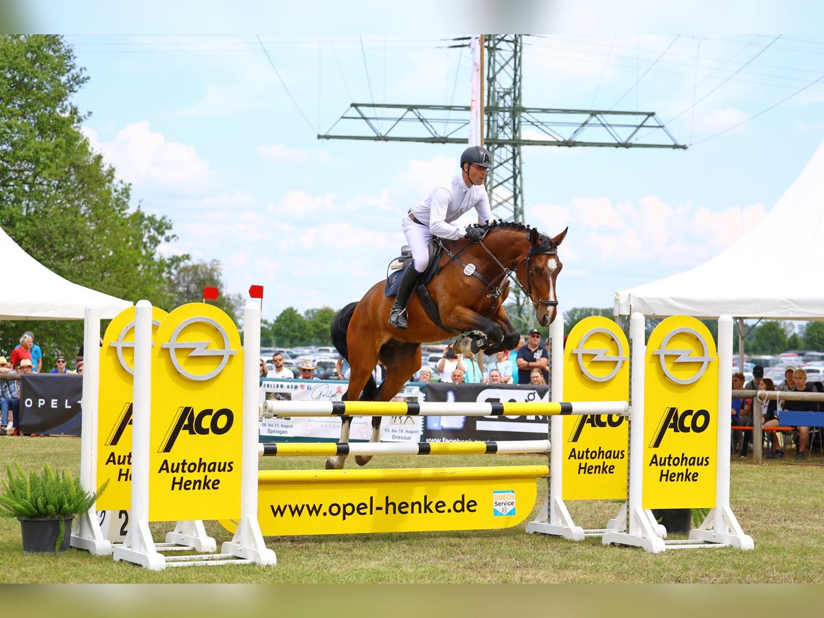 Niemiecki koń sportowy Wałach 5 lat 174 cm Gniada in Lengenfeld