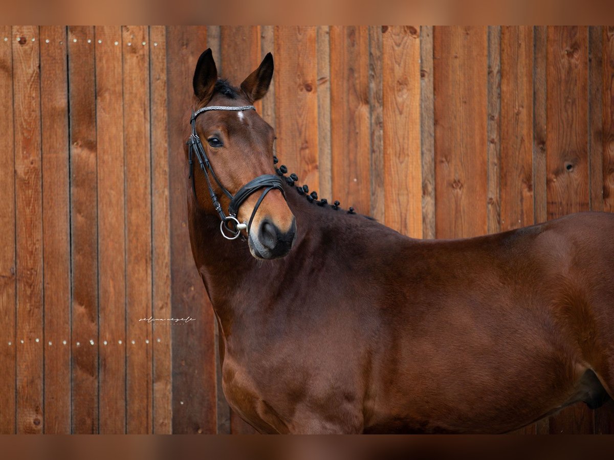 Niemiecki koń sportowy Wałach 5 lat 175 cm Gniada in Illertissen