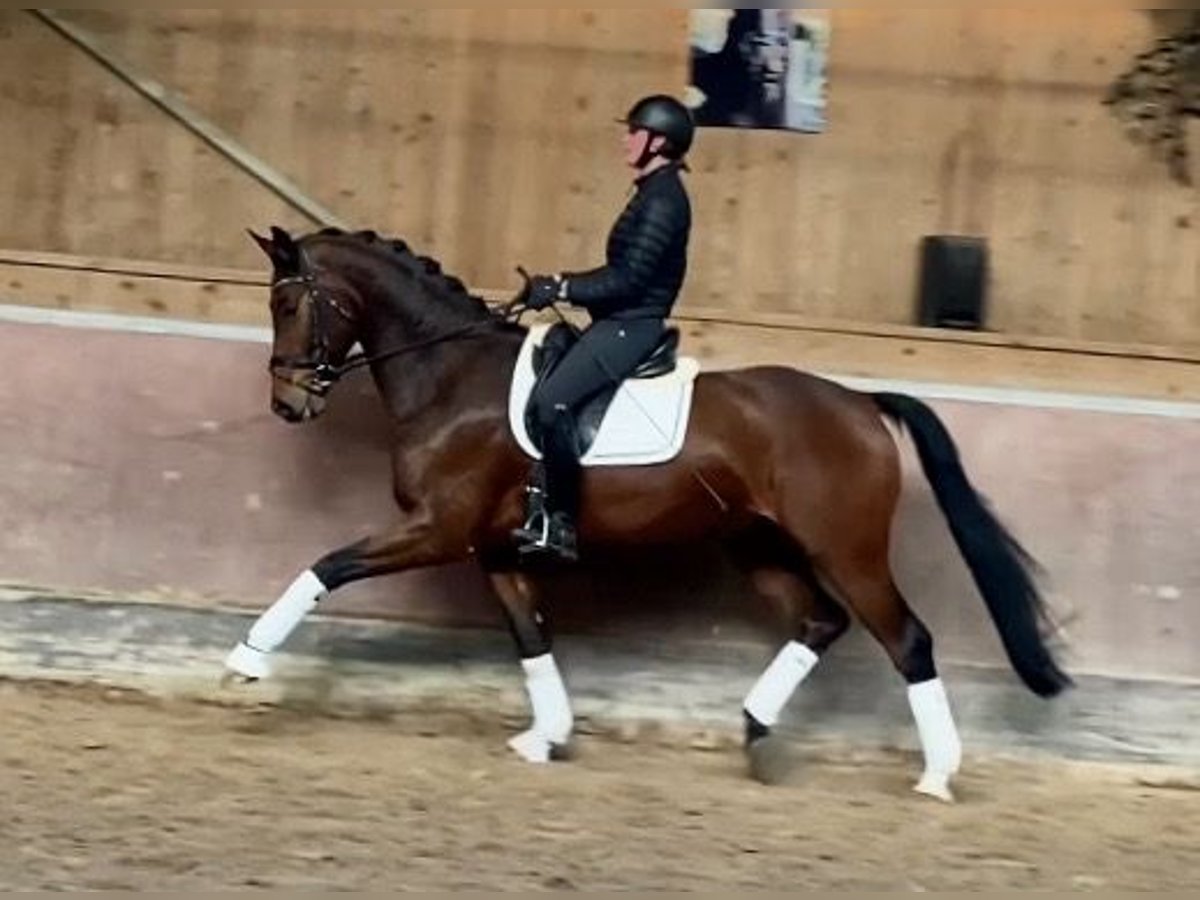 Niemiecki koń sportowy Wałach 6 lat 168 cm Gniada in Bretten