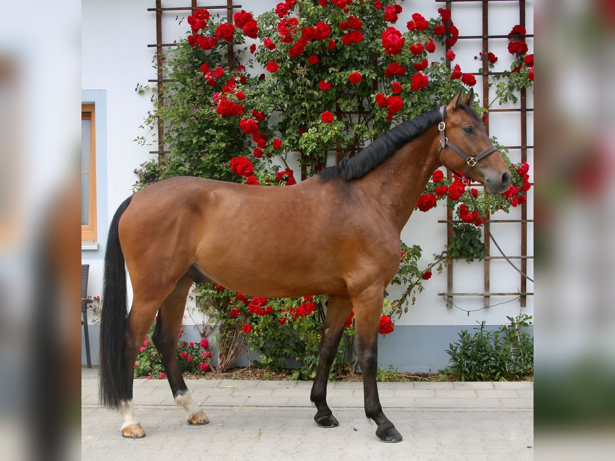 Niemiecki koń sportowy Wałach 6 lat 169 cm Gniada in Erharting