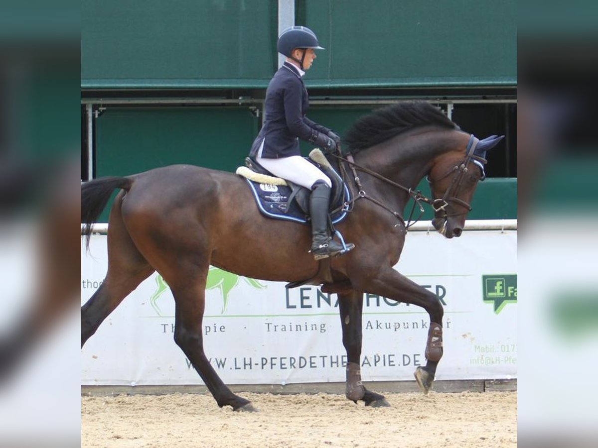 Niemiecki koń sportowy Wałach 6 lat 173 cm Ciemnogniada in Allershausen