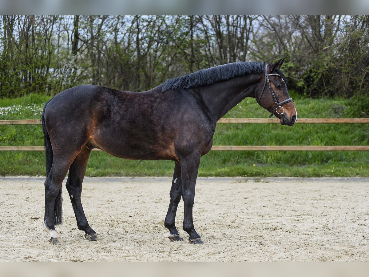 Niemiecki koń sportowy Wałach 7 lat 168 cm Ciemnogniada in Riedstadt