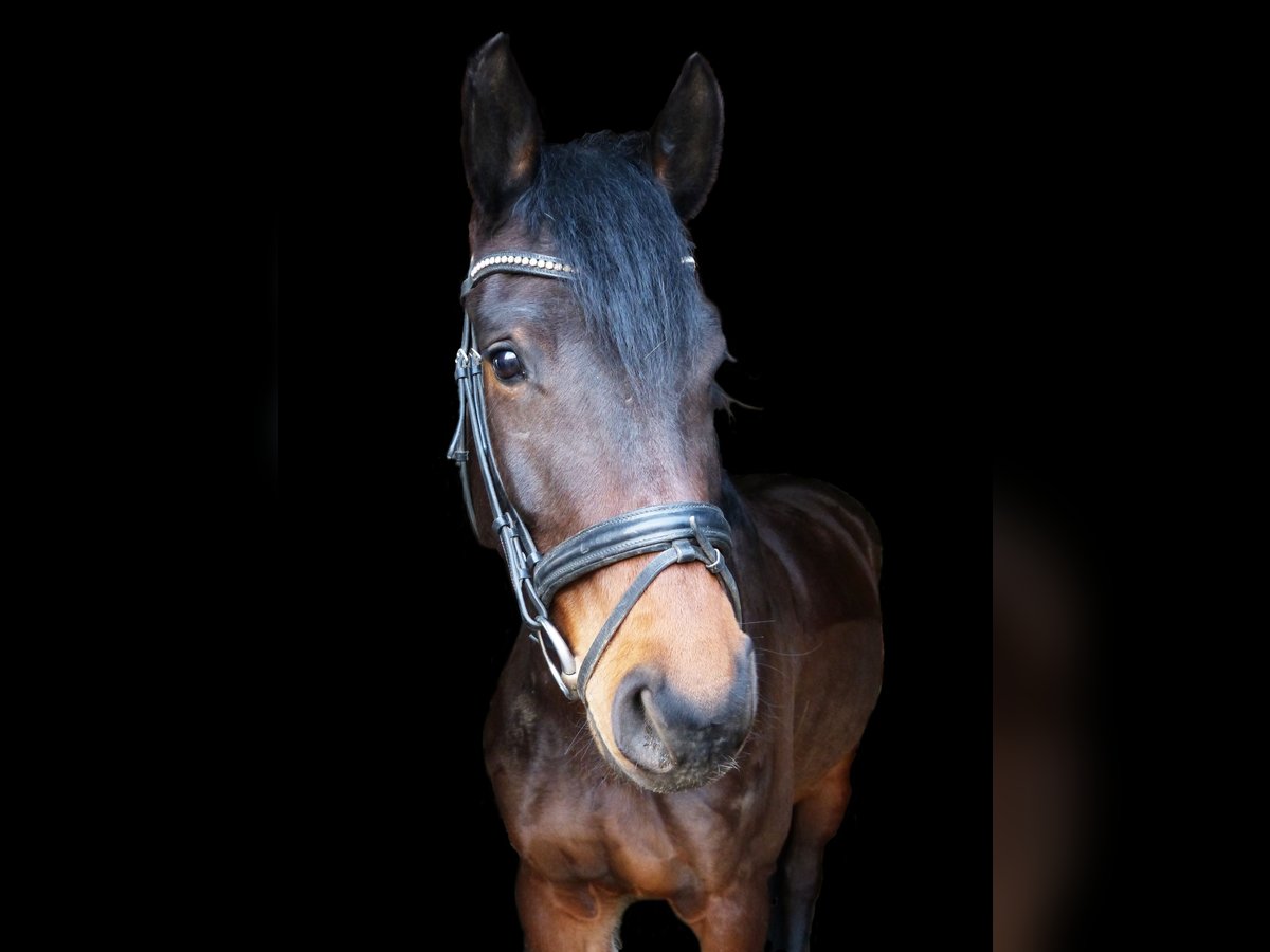 Niemiecki koń sportowy Wałach 7 lat 170 cm Skarogniada in Grebenhain