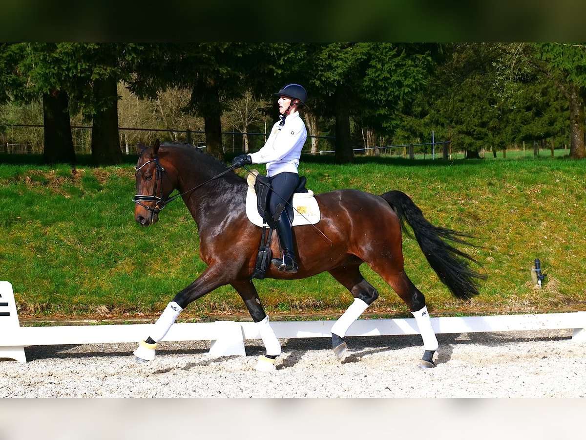 Niemiecki koń sportowy Wałach 8 lat 175 cm Gniada in Freiensteinau