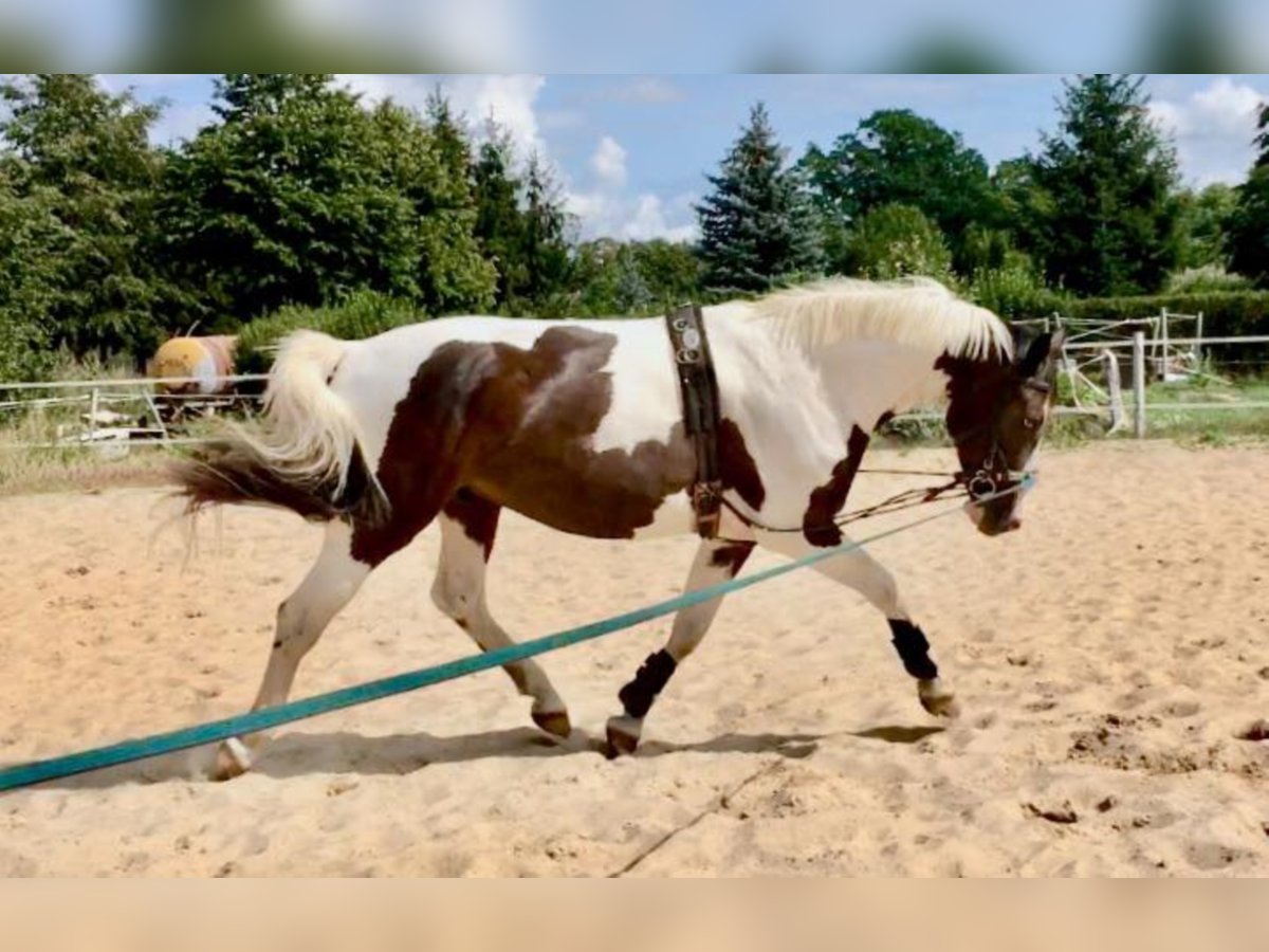 Niemiecki koń sportowy Wałach 9 lat 165 cm Srokata in Rohrlack