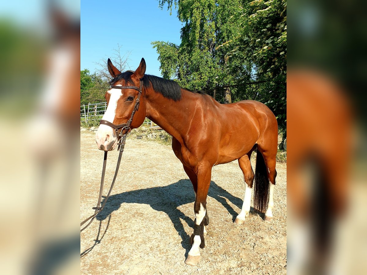 Niemiecki koń sportowy Wałach 9 lat 166 cm Gniada in Graltshausen