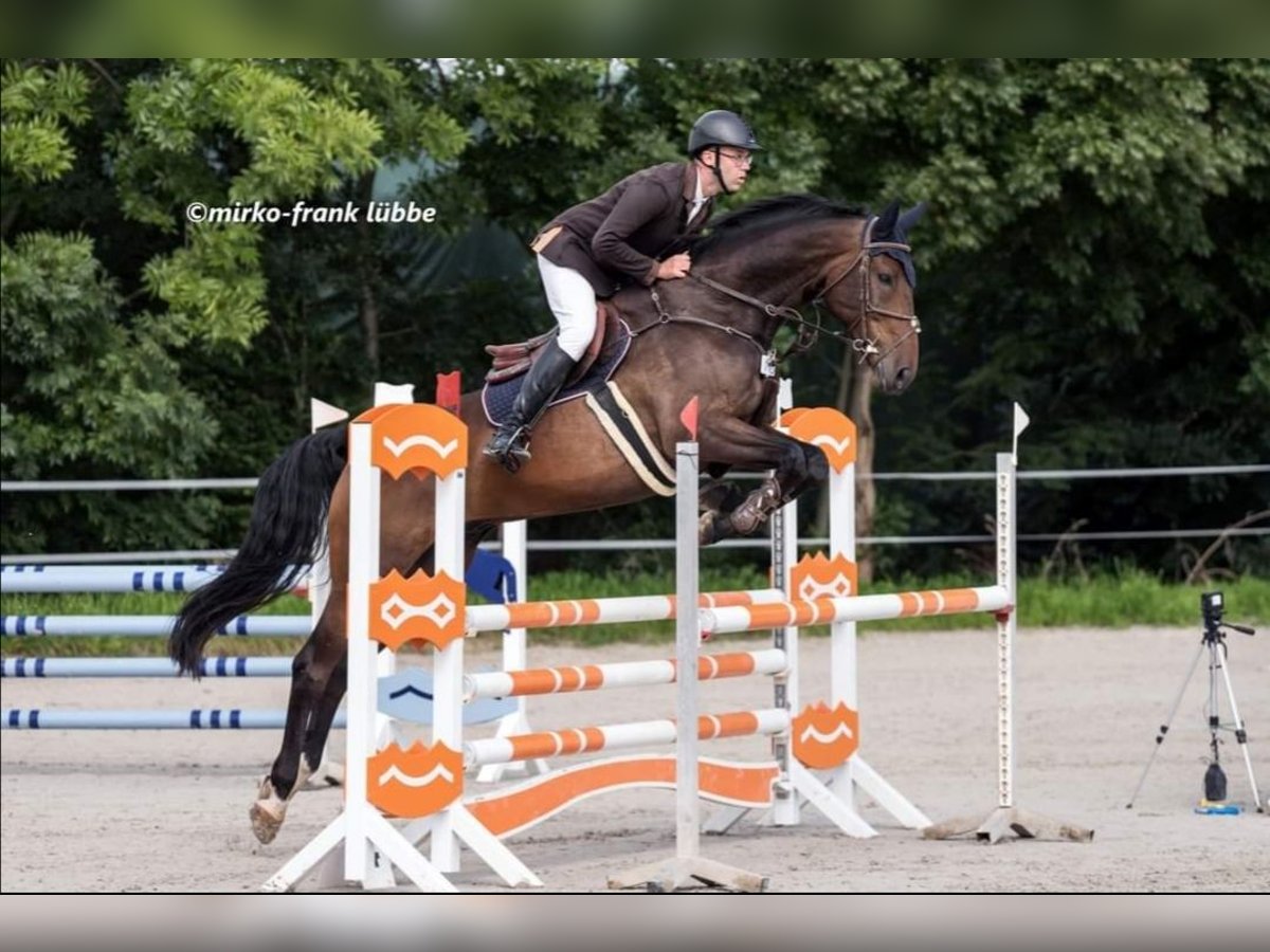 Niemiecki koń sportowy Wałach 9 lat 178 cm Gniada in Hopfgarten