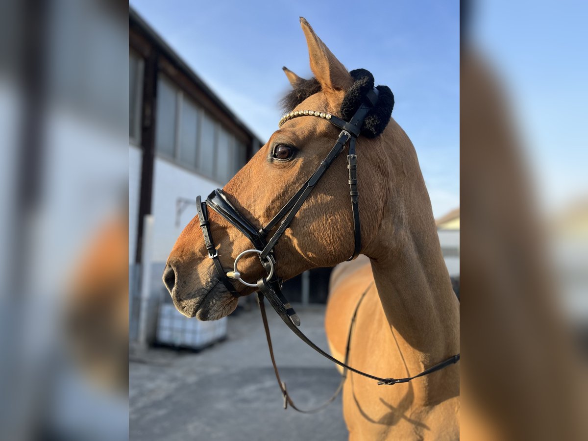 Niemiecki koń wierzchowy Klacz 14 lat 169 cm Bułana in Bovenden