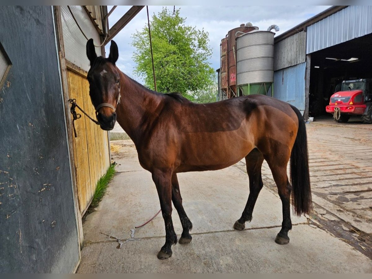 Niemiecki koń wierzchowy Mix Klacz 16 lat 162 cm Gniada in Thaleischweiler-Fr&#xF6;schen