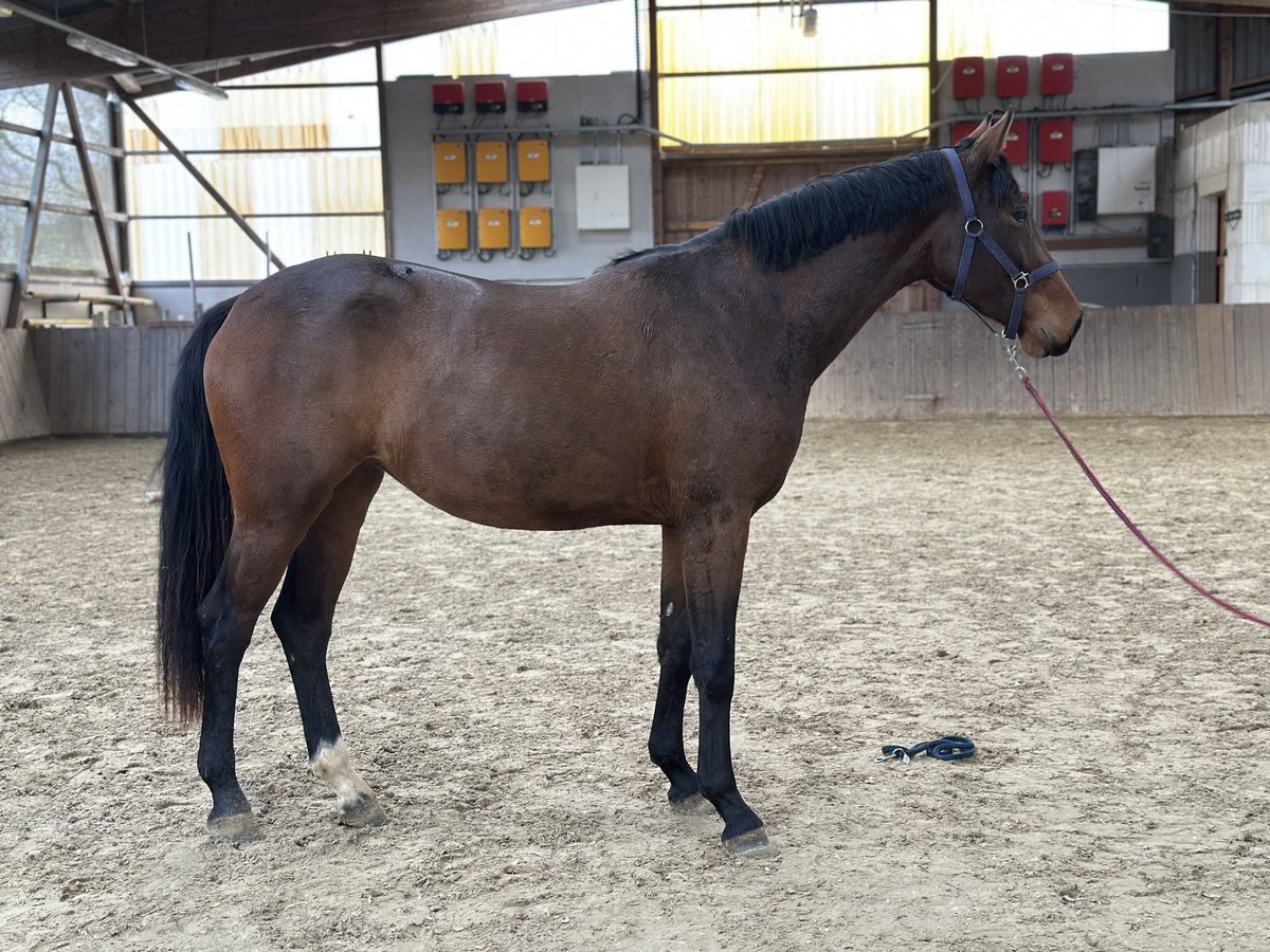 Niemiecki koń wierzchowy Klacz 2 lat 165 cm Gniada in Immenhausen