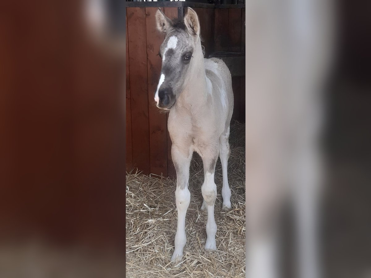 Niemiecki koń wierzchowy Klacz 2 lat 170 cm Srokata in Weiskirchen