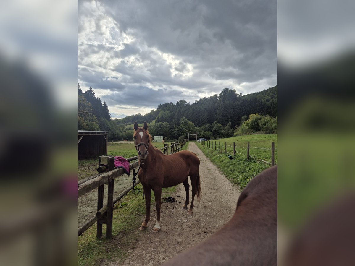 Niemiecki koń wierzchowy Mix Klacz 30 lat 147 cm Kasztanowata in Eslohe