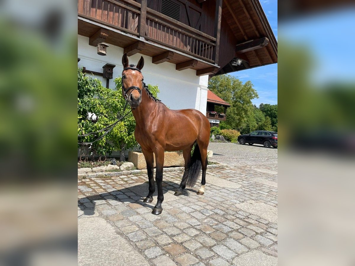 Niemiecki koń wierzchowy Klacz 4 lat 162 cm Gniada in Weilheim in Oberbayern