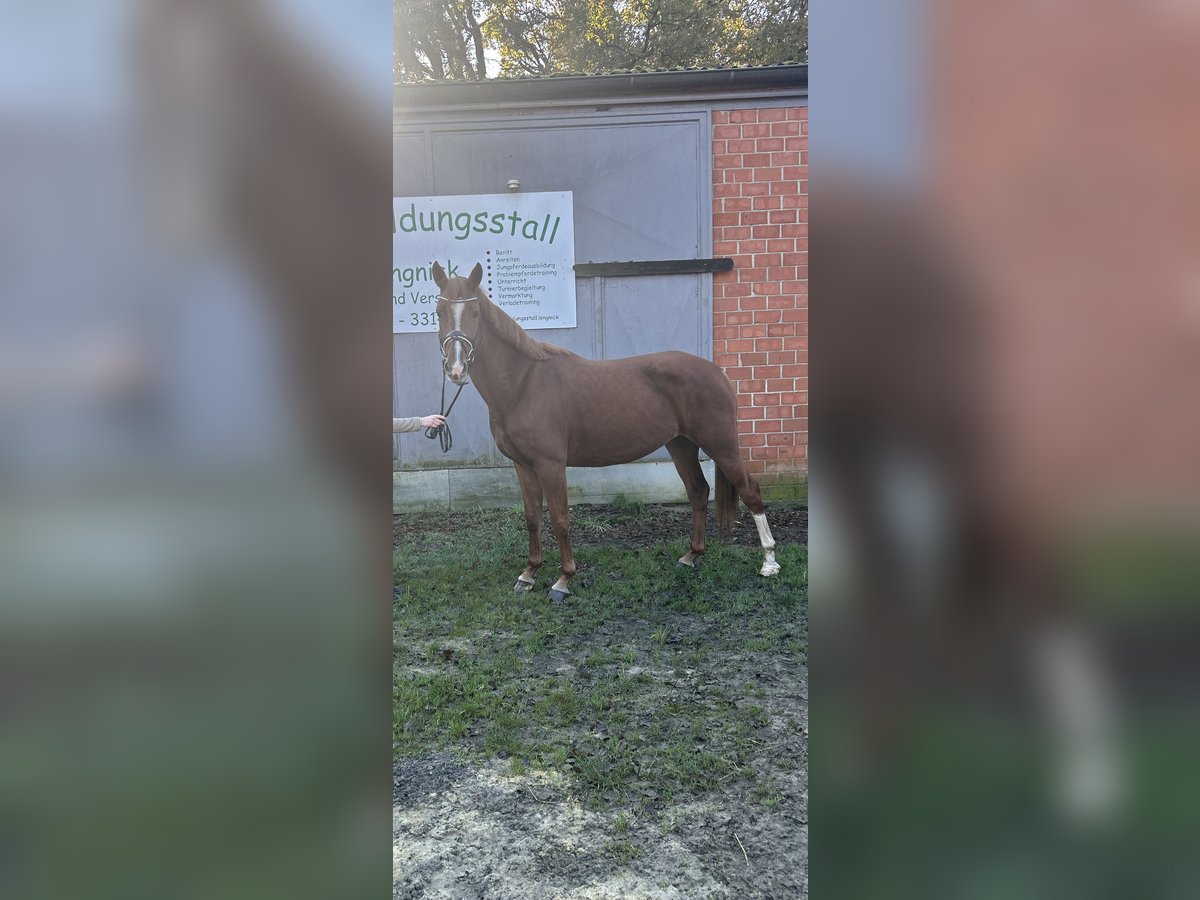 Niemiecki koń wierzchowy Klacz 6 lat 157 cm Kasztanowata in Hünxe