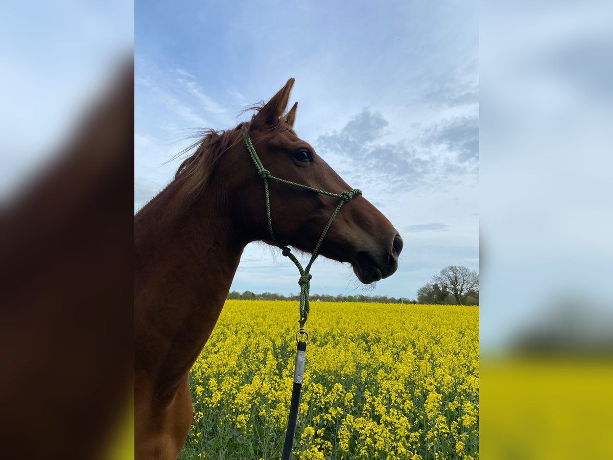 Niemiecki koń wierzchowy Klacz 7 lat 154 cm Kasztanowata in Kiel