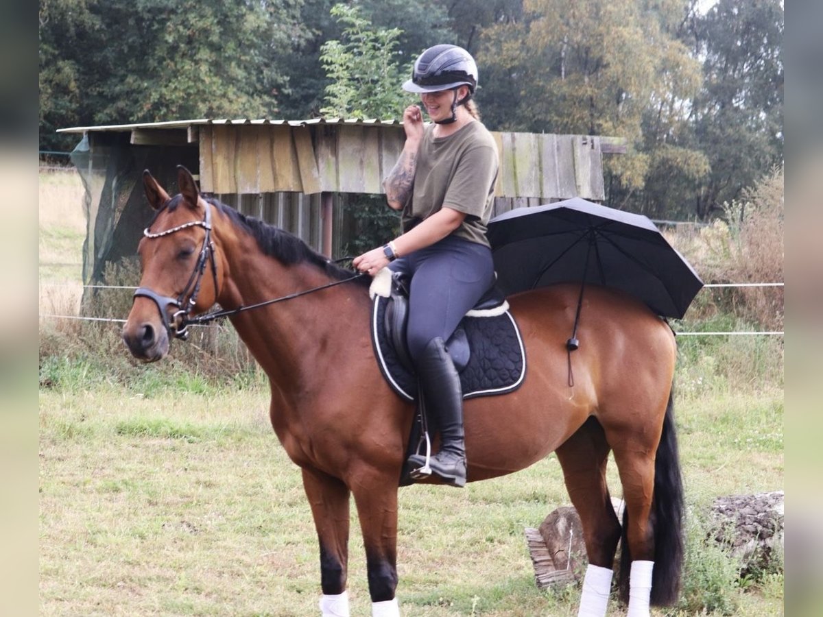 Niemiecki koń wierzchowy Klacz 7 lat 159 cm Gniada in Wielen