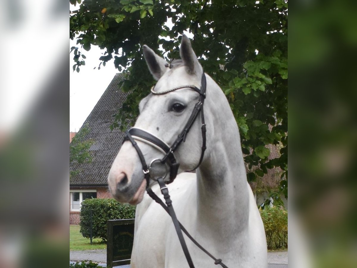 Niemiecki koń wierzchowy Klacz 7 lat 167 cm Srokata in Fredenbeck