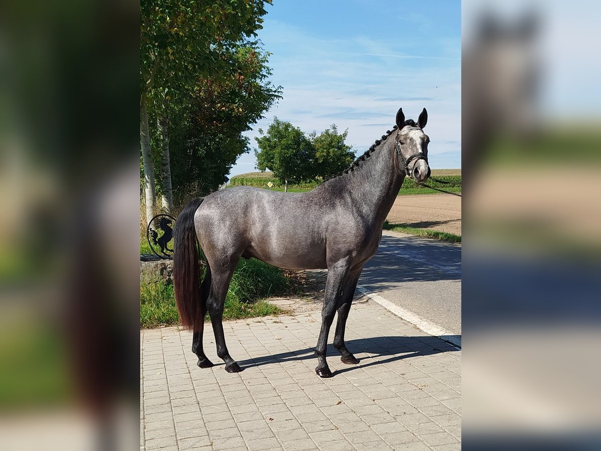 Niemiecki koń wierzchowy Ogier 2 lat 158 cm Siwa jabłkowita in Pfullendorf
