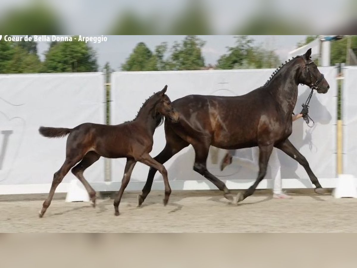 Niemiecki koń wierzchowy Ogier Źrebak (05/2024) Skarogniada in Billigheim-Ingenheim